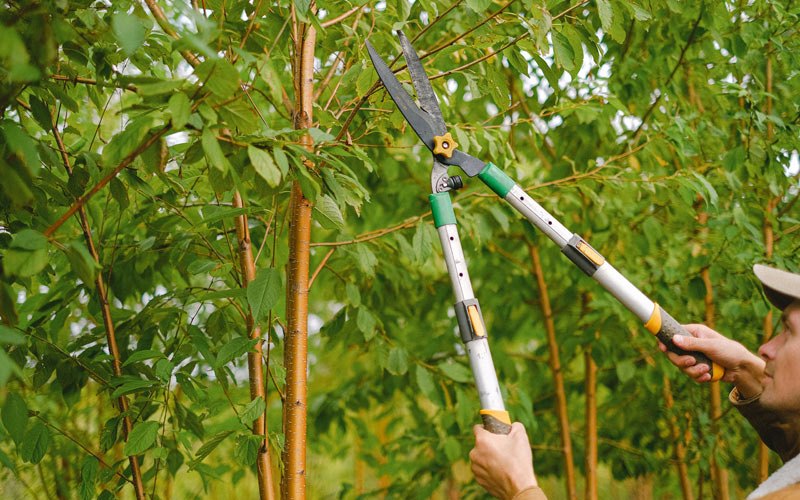 Tree trimming in Beaver, WV